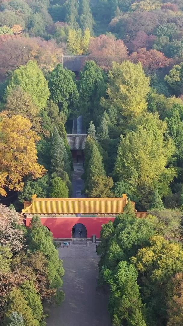 南京明孝陵古建筑秋季风景视频的预览图
