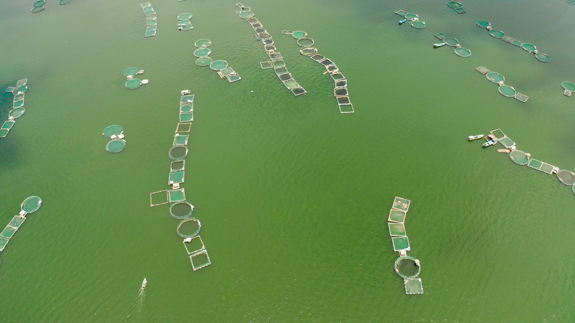 菲利平斯河的渔场视频的预览图