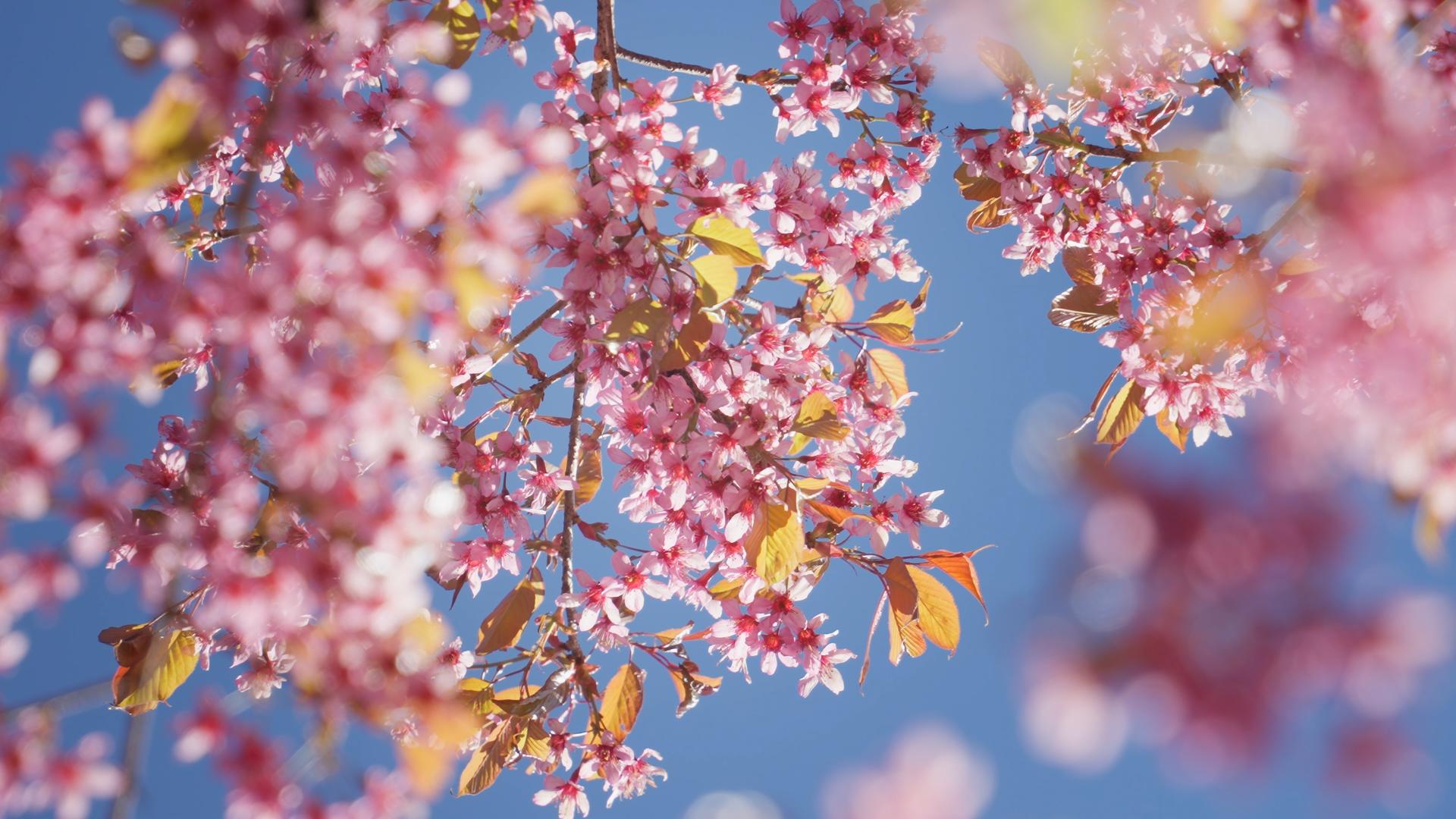 冬天的樱花在春天的阳光下绽放视频的预览图