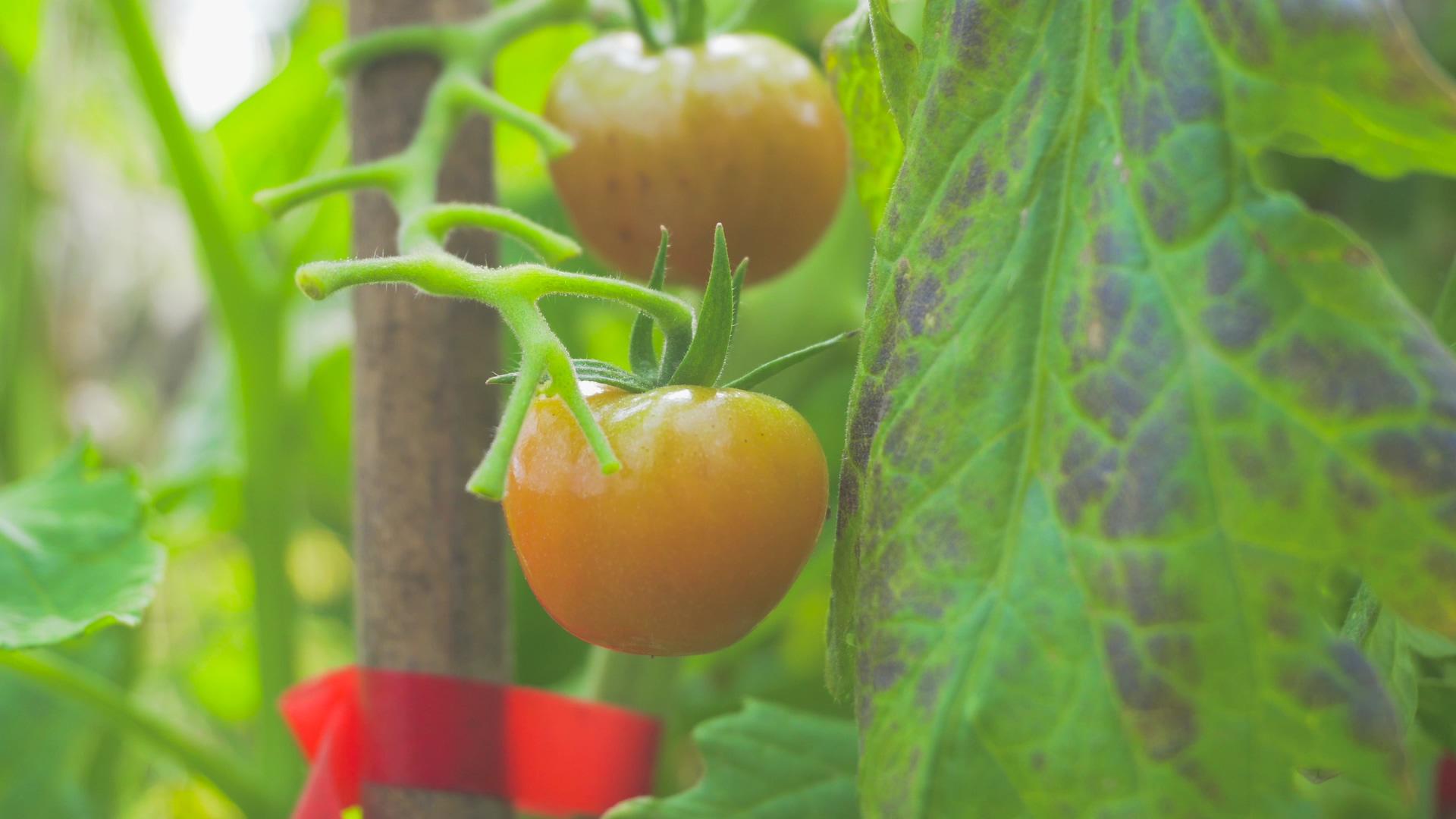 4K实拍大棚蔬菜红番茄有机蔬菜视频的预览图