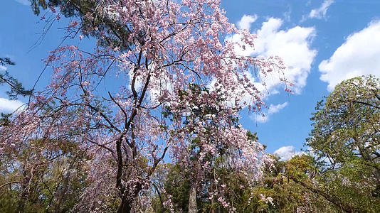 公园樱花树木拍摄视频的预览图