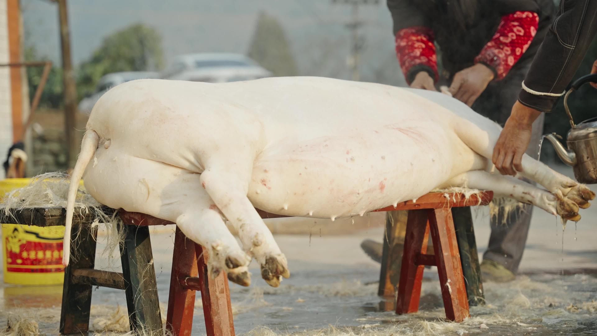 春节农村年味杀猪年味杀猪视频的预览图