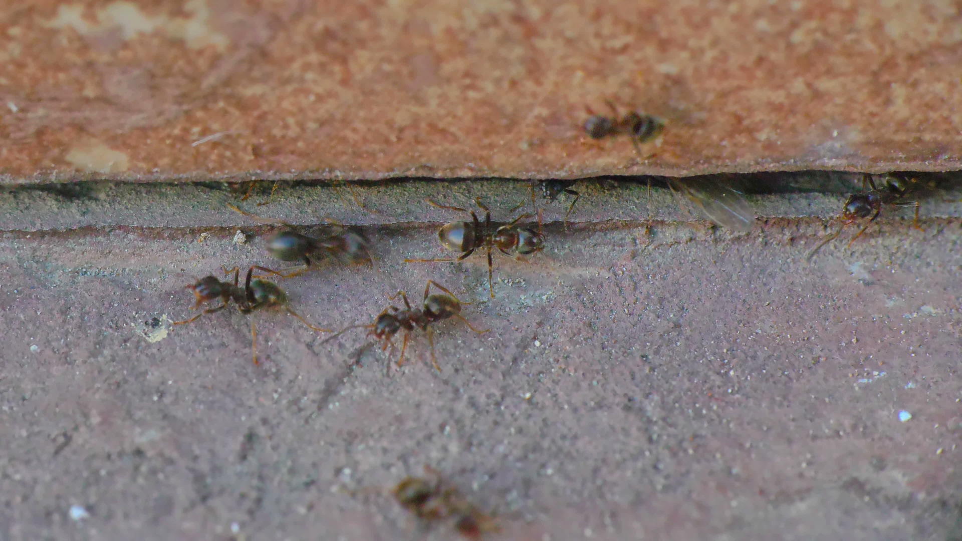 墙上的蚂蚁翅膀被关闭4k视频的预览图