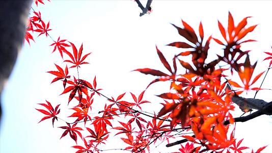 4K实拍秋天风景红色枫叶视频的预览图