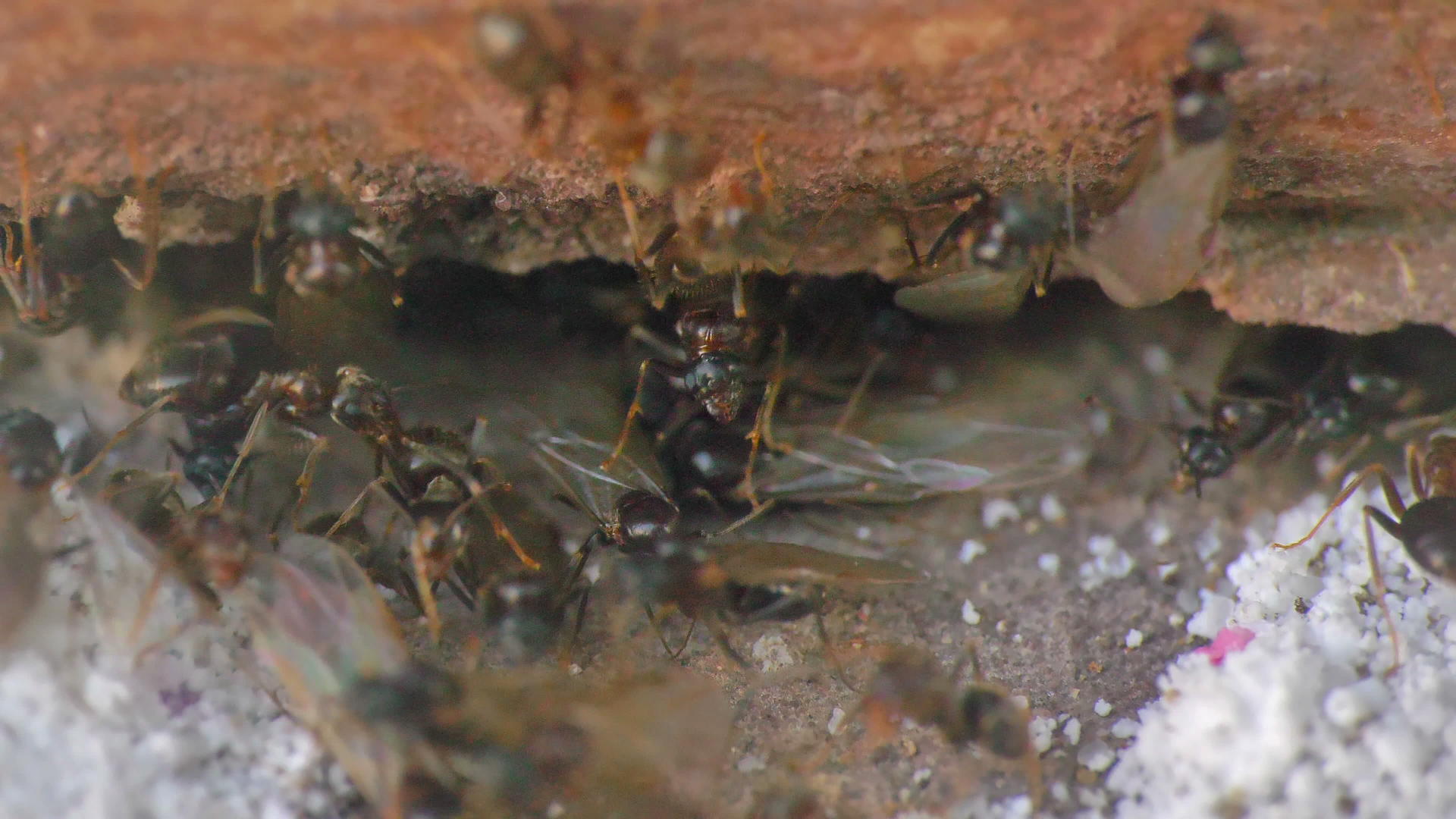 墙边的蚂蚁视频的预览图