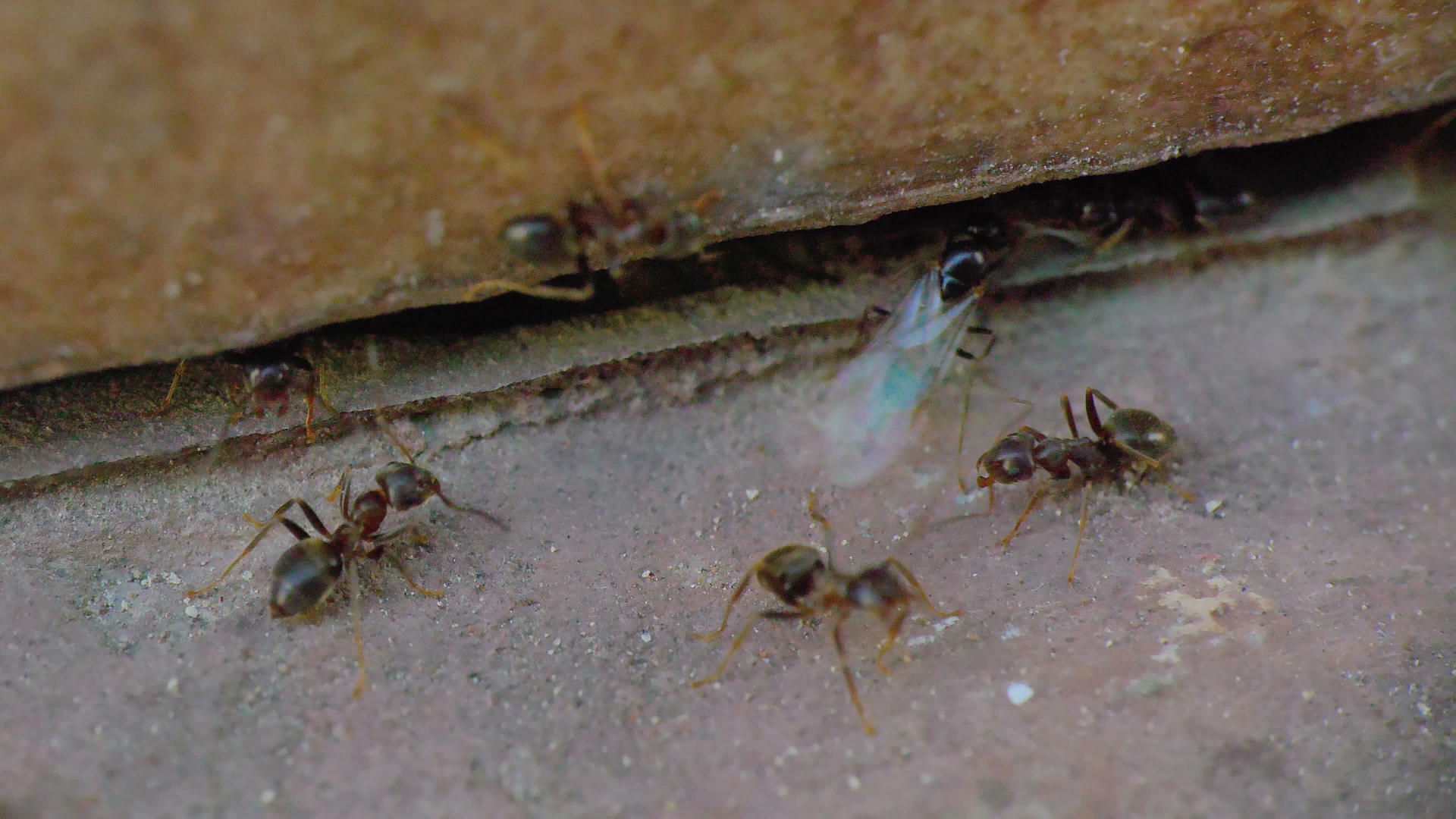 墙边的蚂蚁视频的预览图