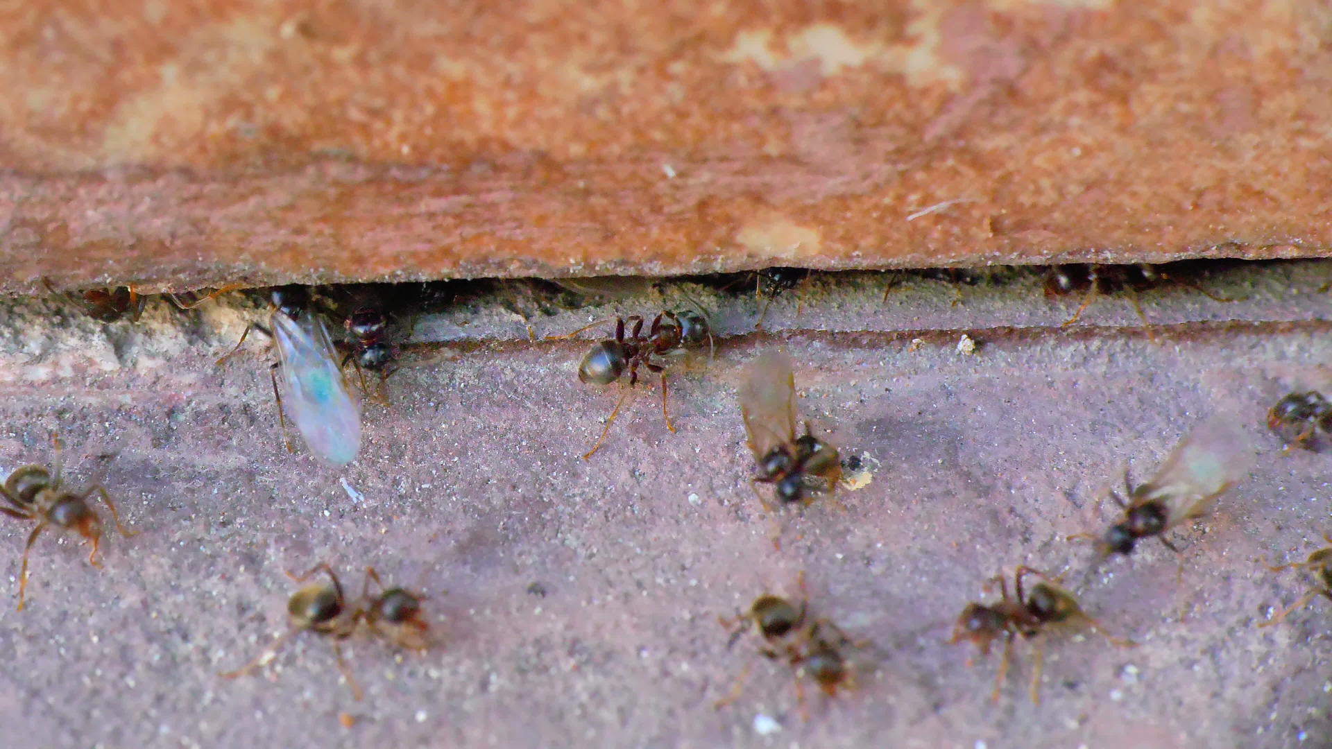 墙边蚂蚁视频的预览图