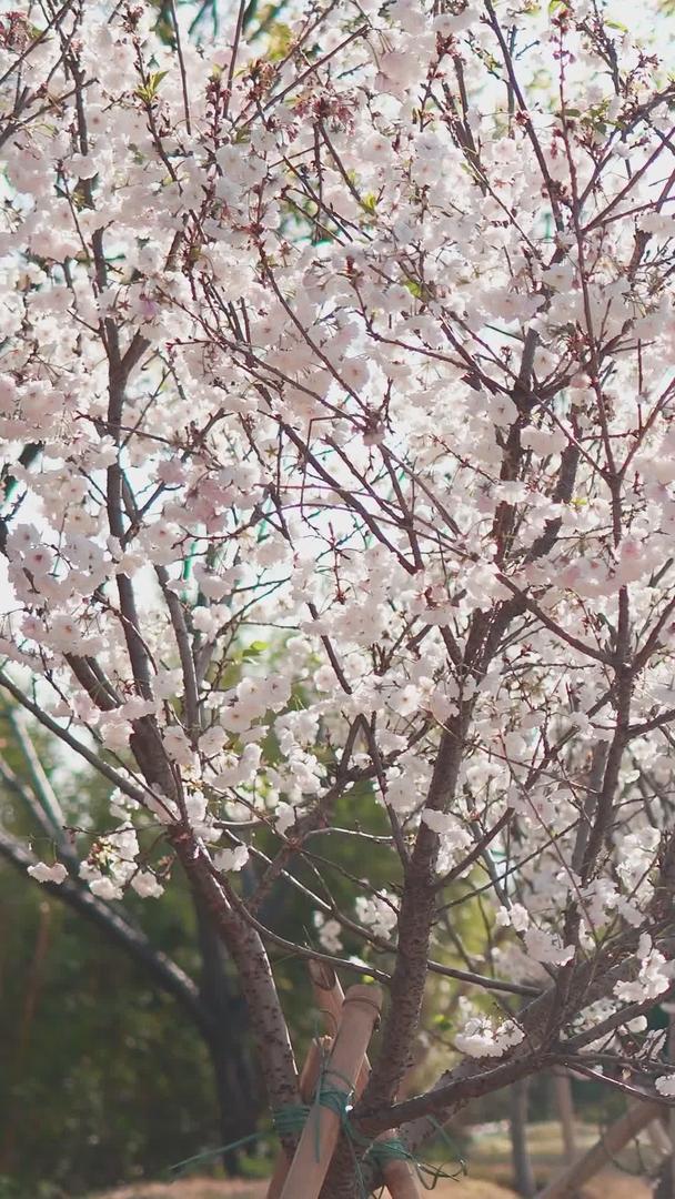 樱花树在阳光下视频的预览图