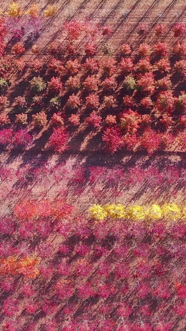 秋天山东日照红枫林视频的预览图