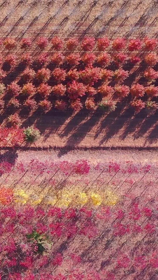 秋天山东日照红枫林视频的预览图
