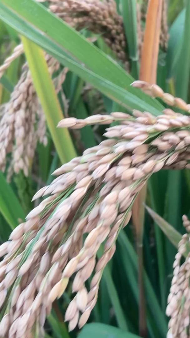 收割农村秋季水稻视频的预览图