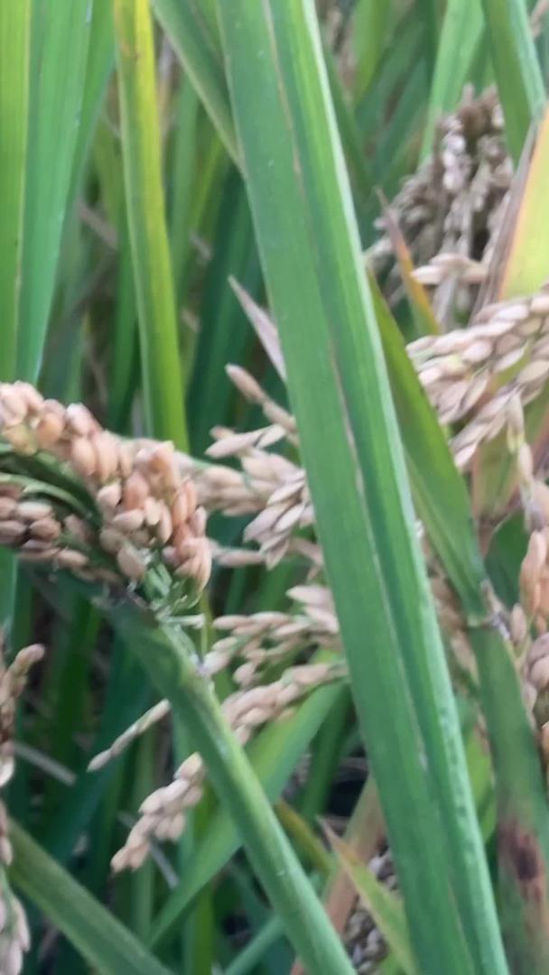 收割农村秋季水稻视频的预览图