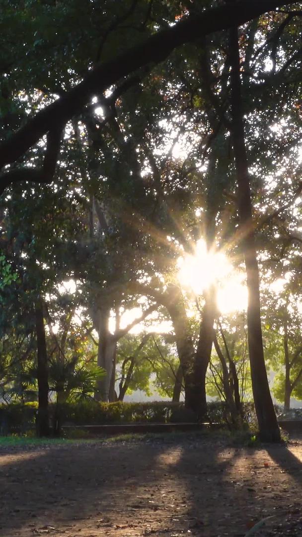 在阳光明媚的阳光下穿过树林的男性背影自然素材视频的预览图