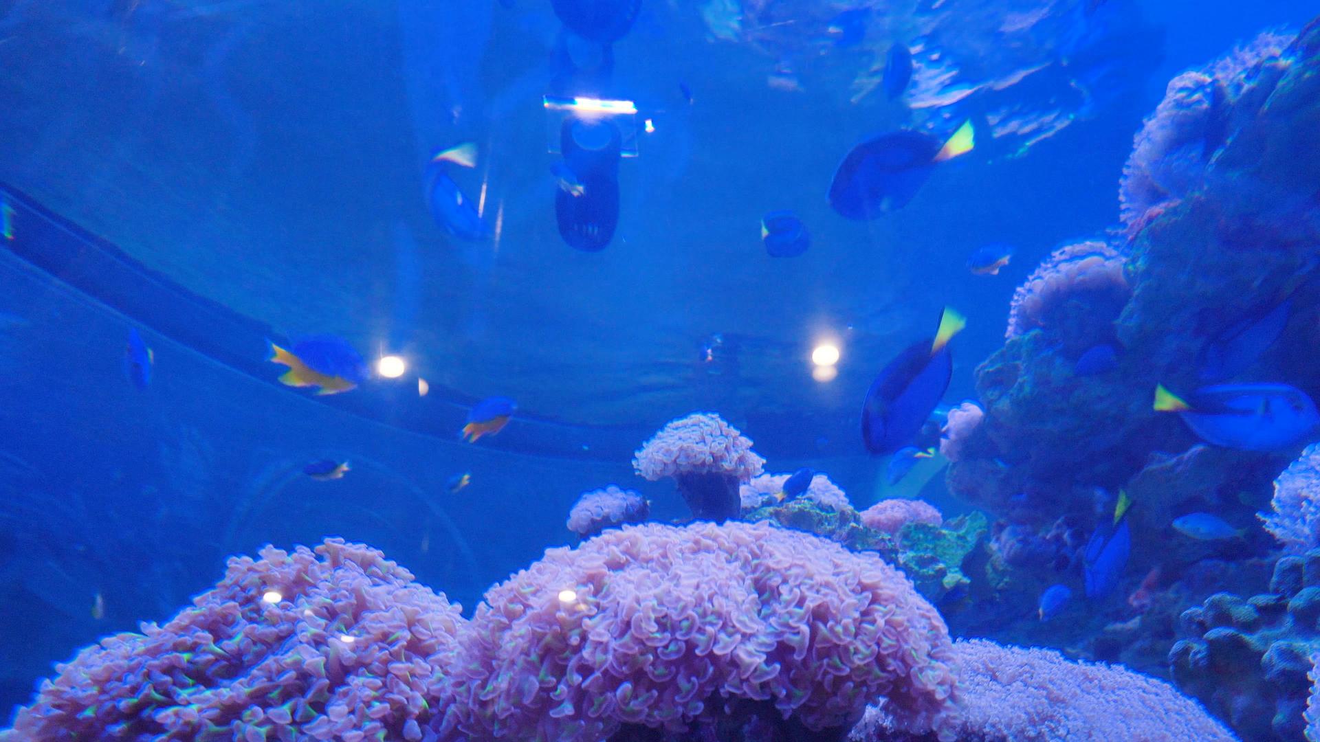 4k海葵和蓝藻鱼视频的预览图
