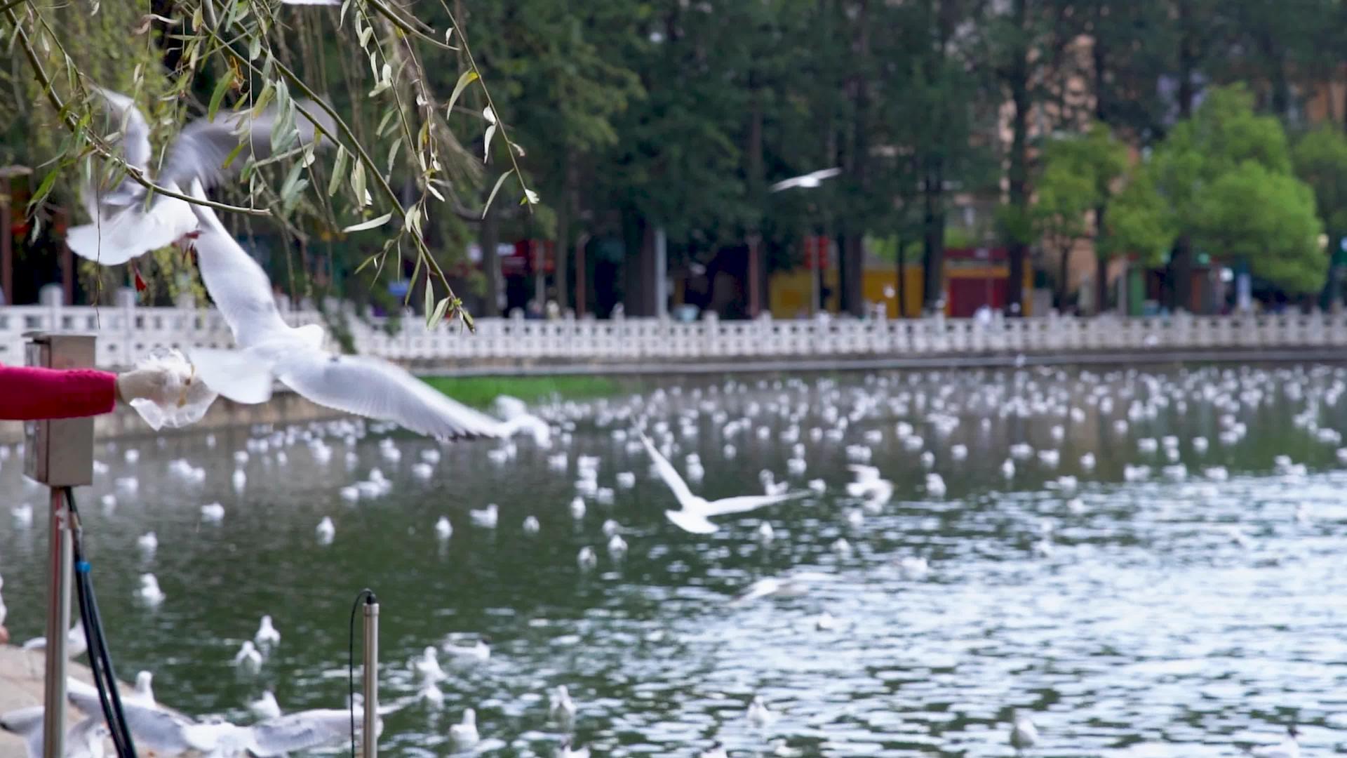 昆明翠湖喂海鸥4K人群实拍视频视频的预览图