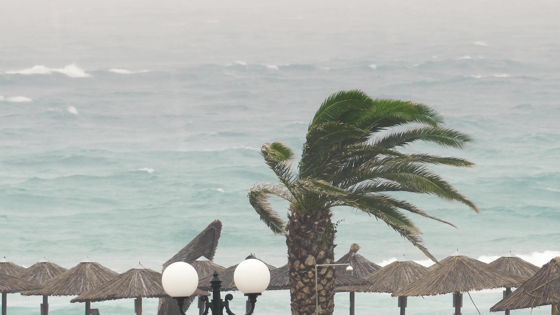 墨西哥棕榈树的空海滩视频的预览图