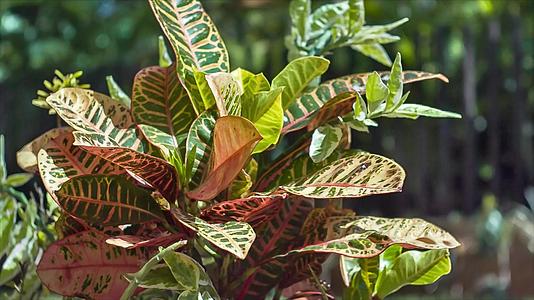 带宽叶的装饰性热带植物视频的预览图