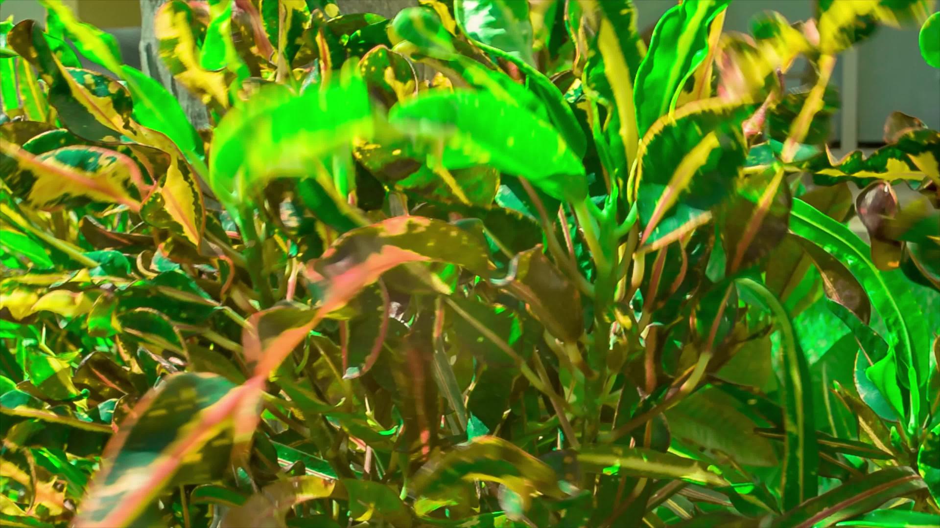 风向移动的热带植物的一些叶子的细节视频的预览图