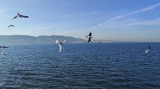 土耳其马尔马拉海上的海鸥4K视频视频的预览图