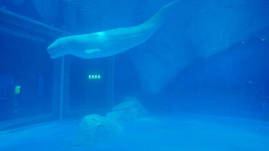 4k海洋馆里的白鲸视频的预览图