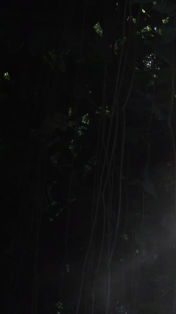 在丛林中拍摄阳光视频的预览图