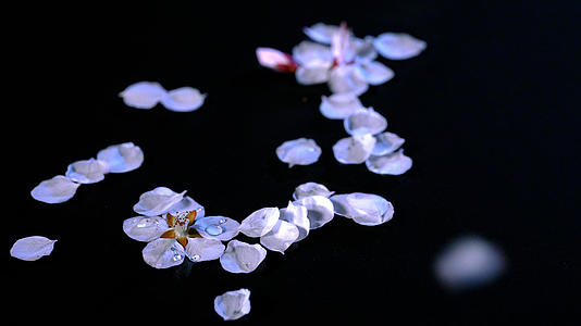 4K春季樱花飘落雨水凋谢花瓣视频的预览图
