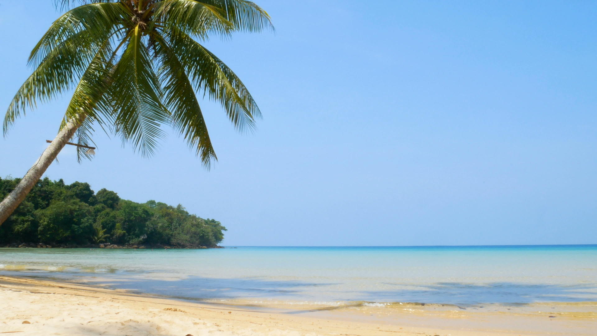 4K热带海洋景观椰子棕榈叶在风中飘扬白色沙滩清澈清澈视频的预览图