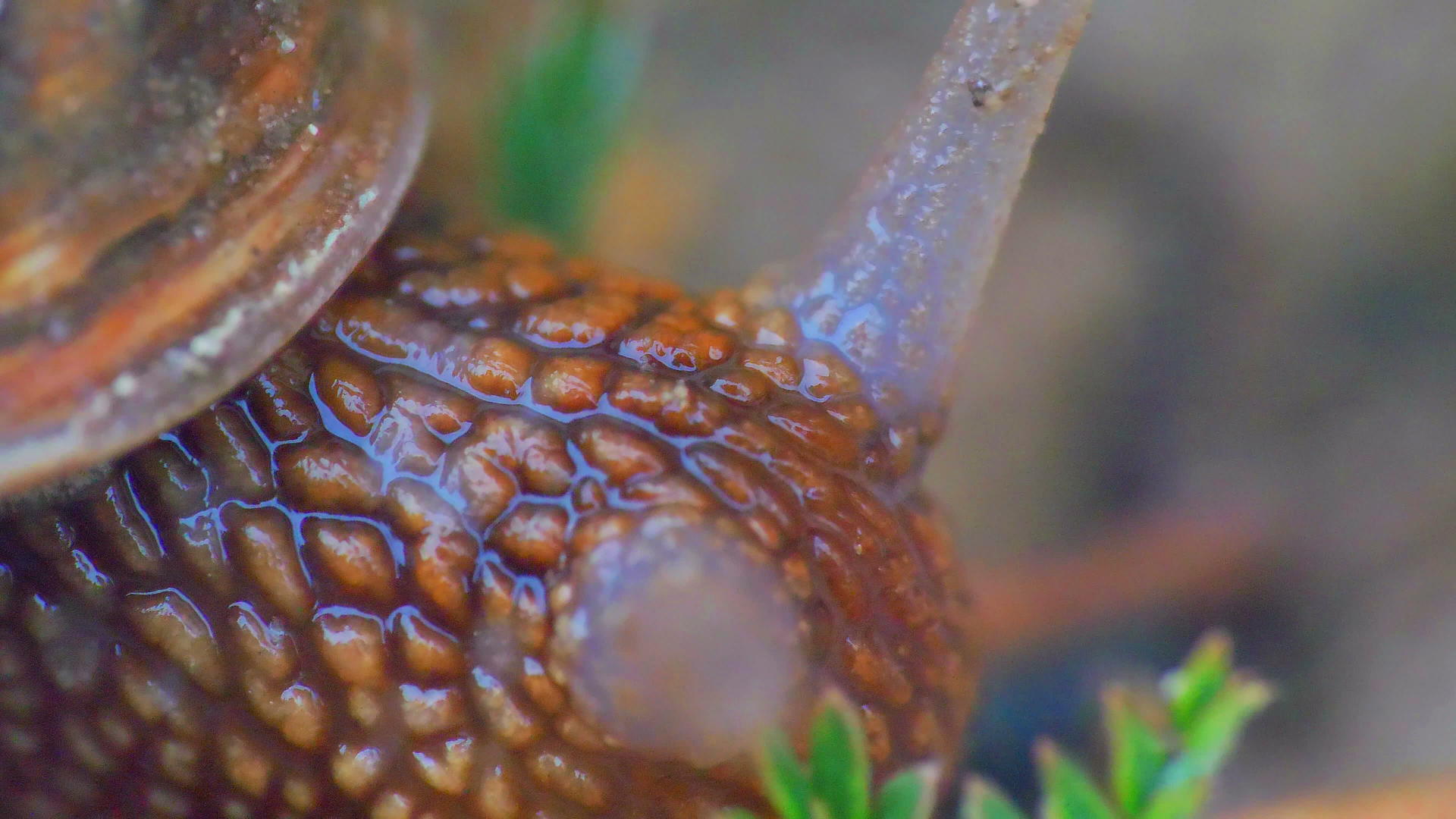 关闭花园里的蜗牛4k视频的预览图