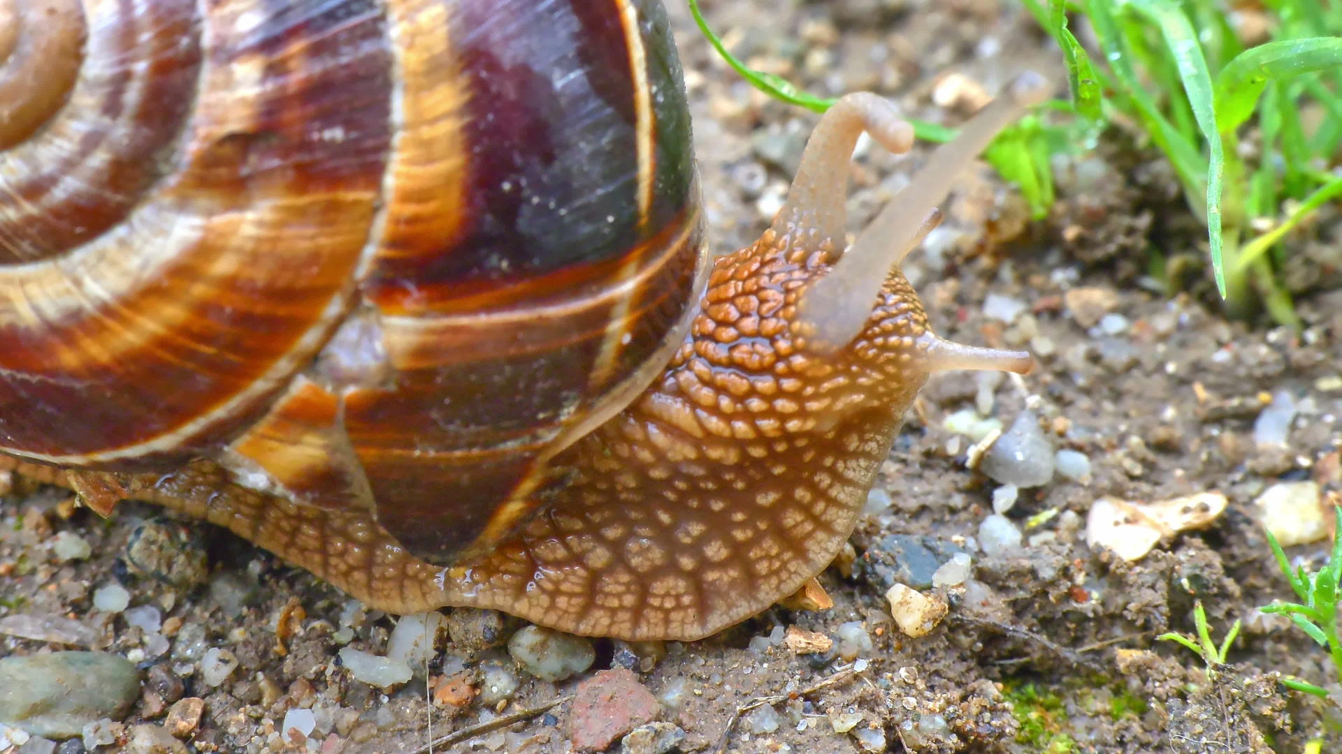 地上的蜗牛视频的预览图
