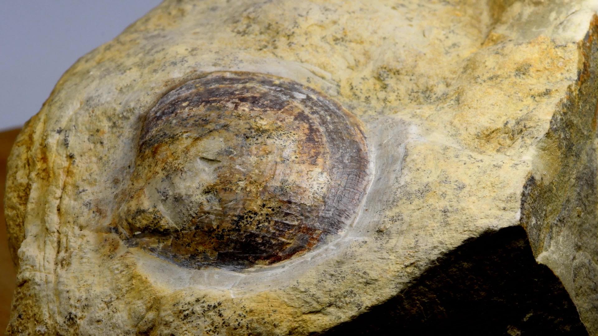 石头上的化石贝壳视频的预览图