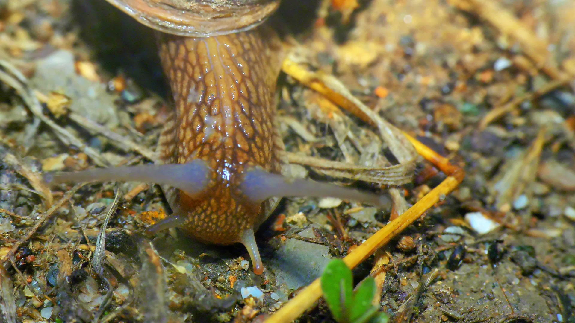 花园里的蜗牛视频的预览图