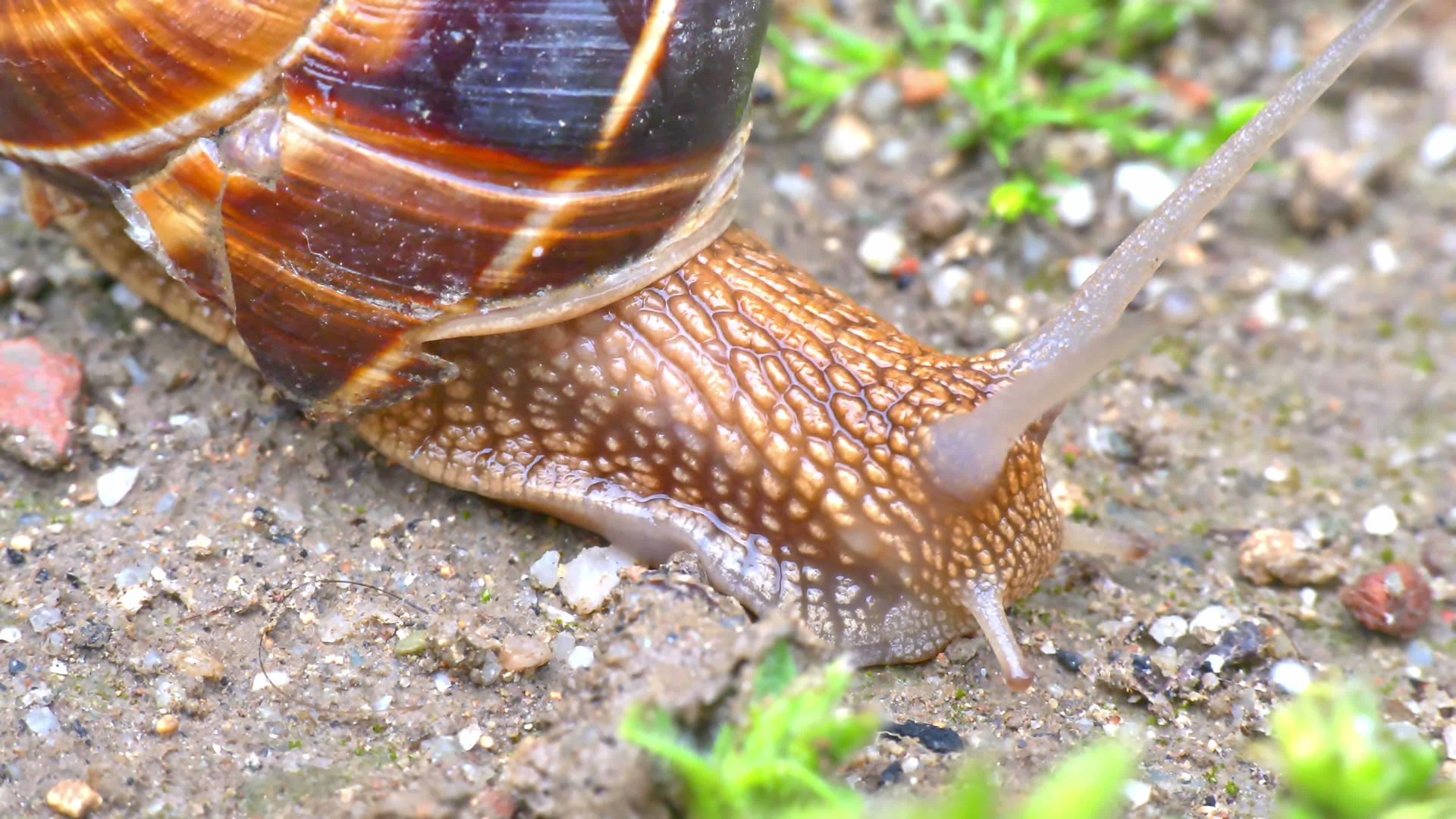 地上的蜗牛4k视频的预览图