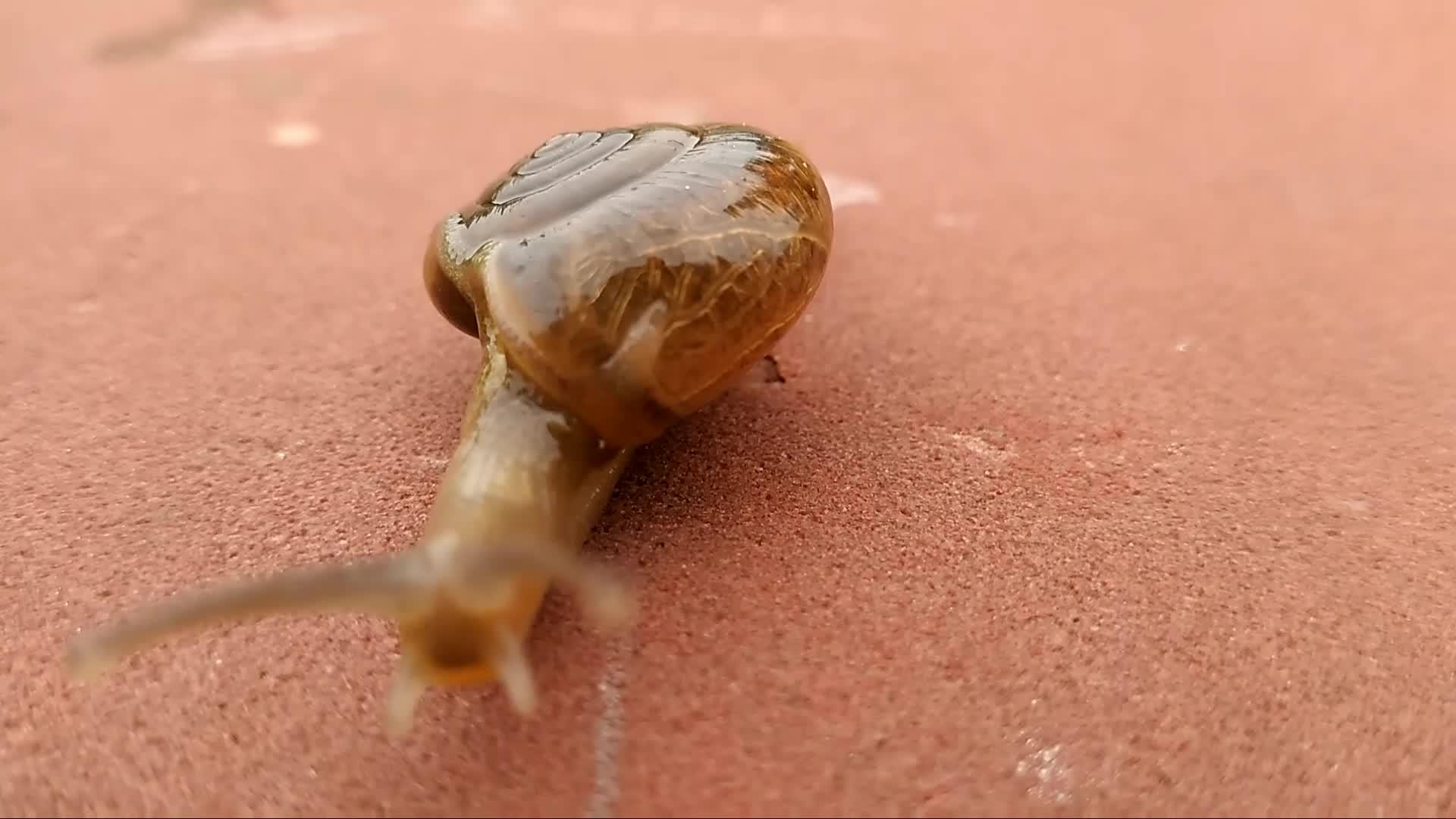陆地蜗牛背景模糊视频的预览图