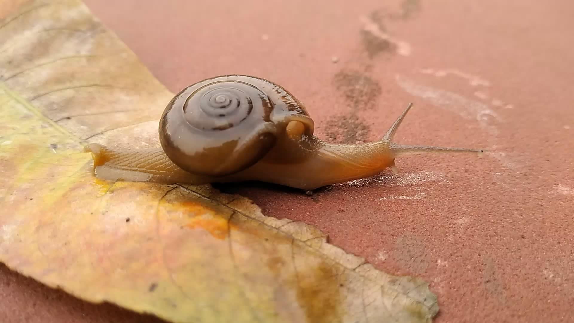 陆地蜗牛背景模糊视频的预览图