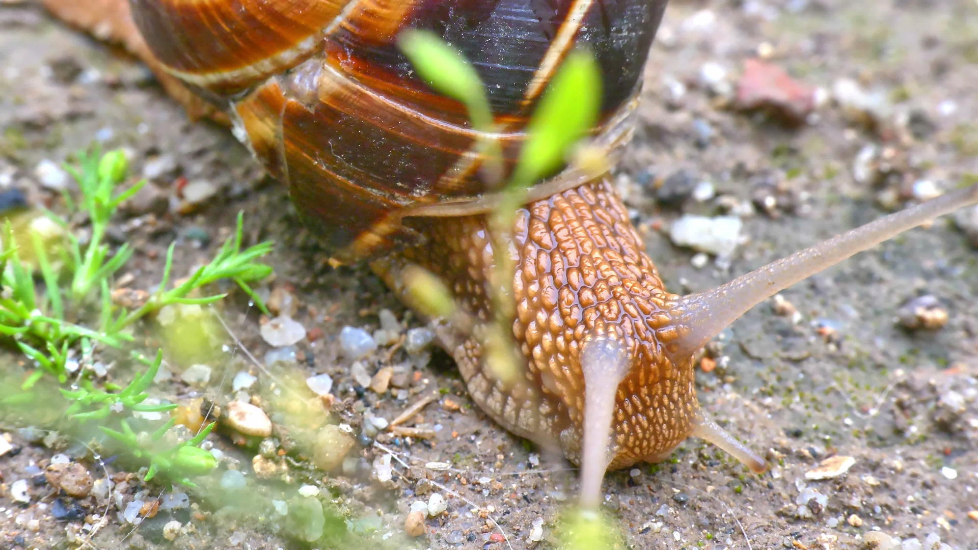 地上的蜗牛4k视频的预览图