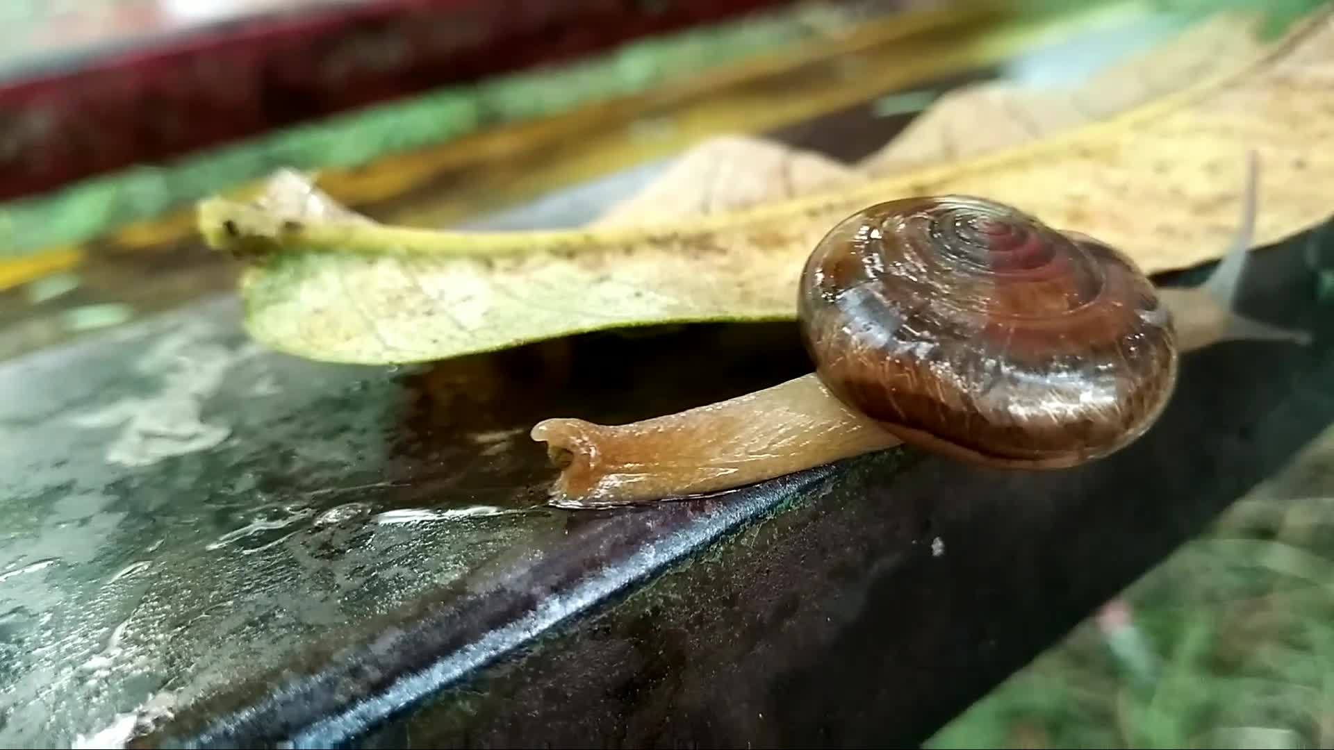 陆地蜗牛背景模糊视频的预览图