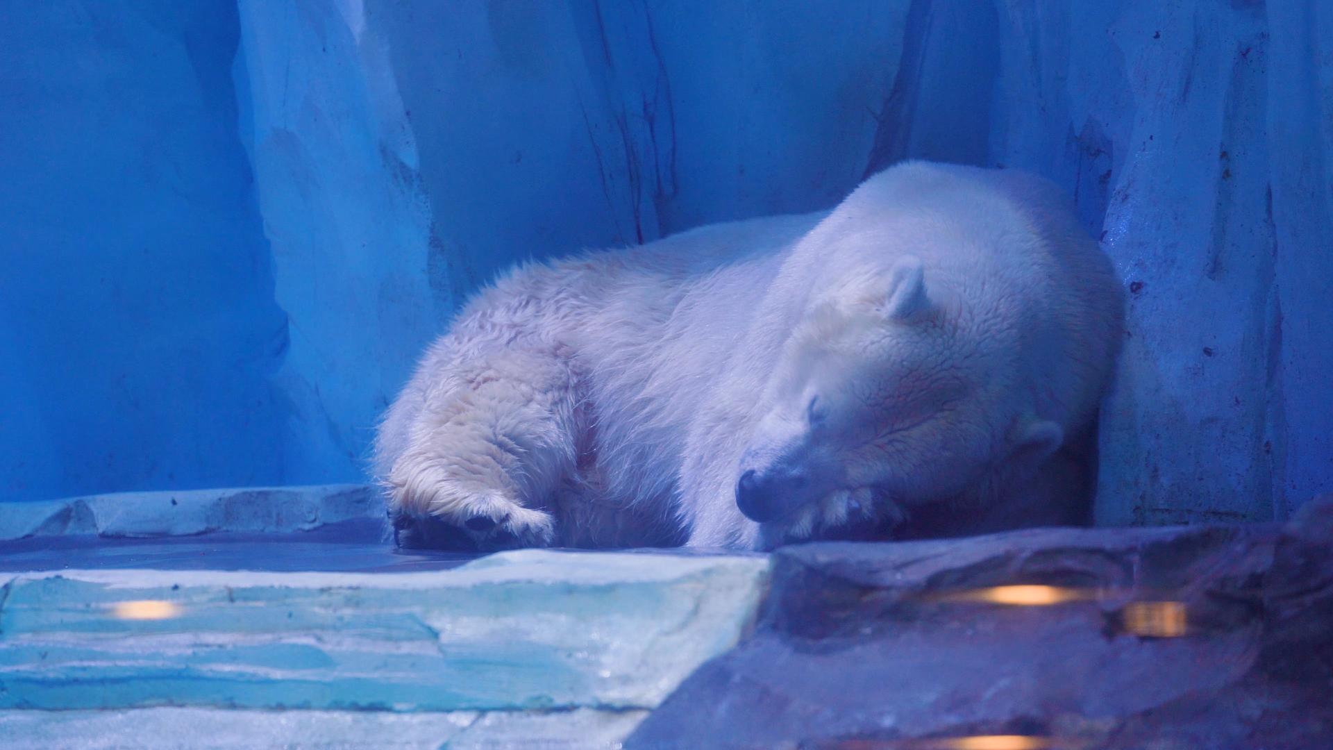 4k海洋馆睡觉的北极熊视频的预览图