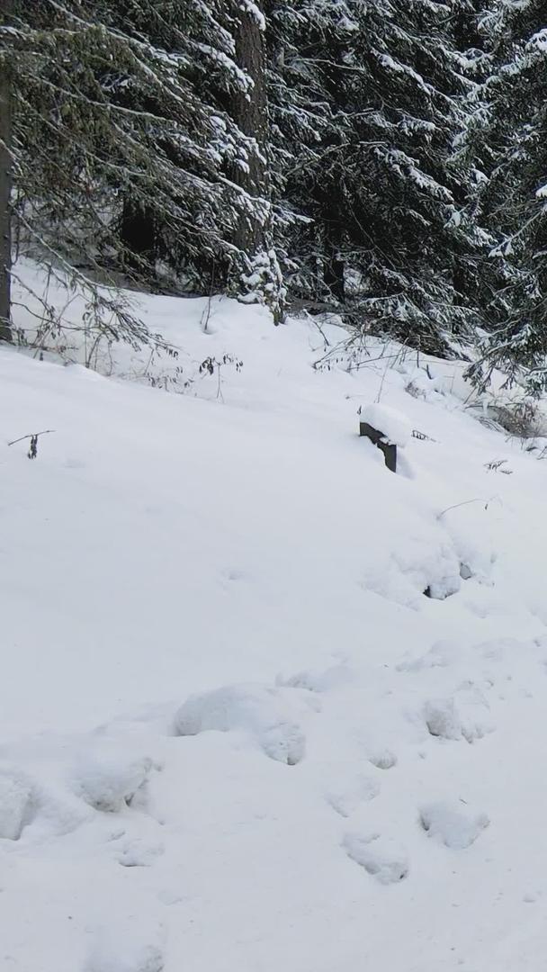 冬季雪地汽车白桦林公路视频的预览图