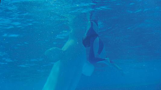 4k海洋员与白鲸共舞视频的预览图