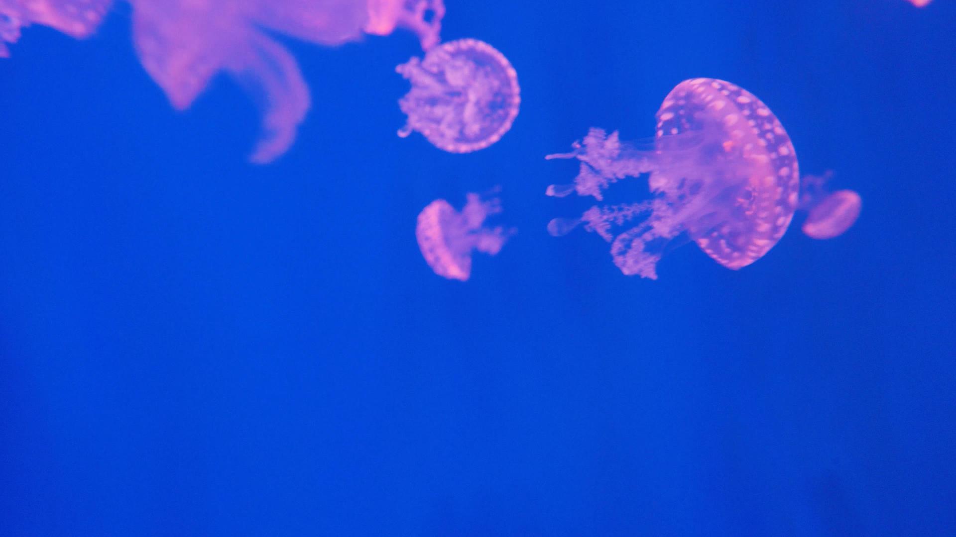 4k海中漂浮的水母视频的预览图