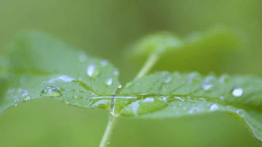 绿色植物下雨雨水背景素材微距特写视频的预览图