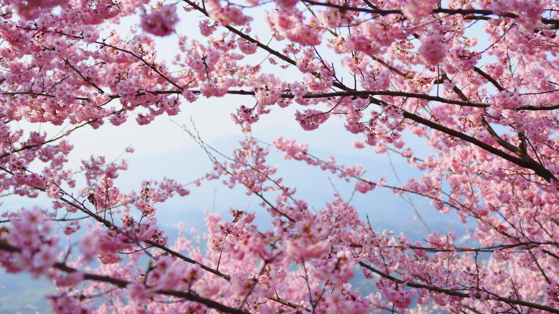 春季唯美樱花盛开实拍盛开视频的预览图