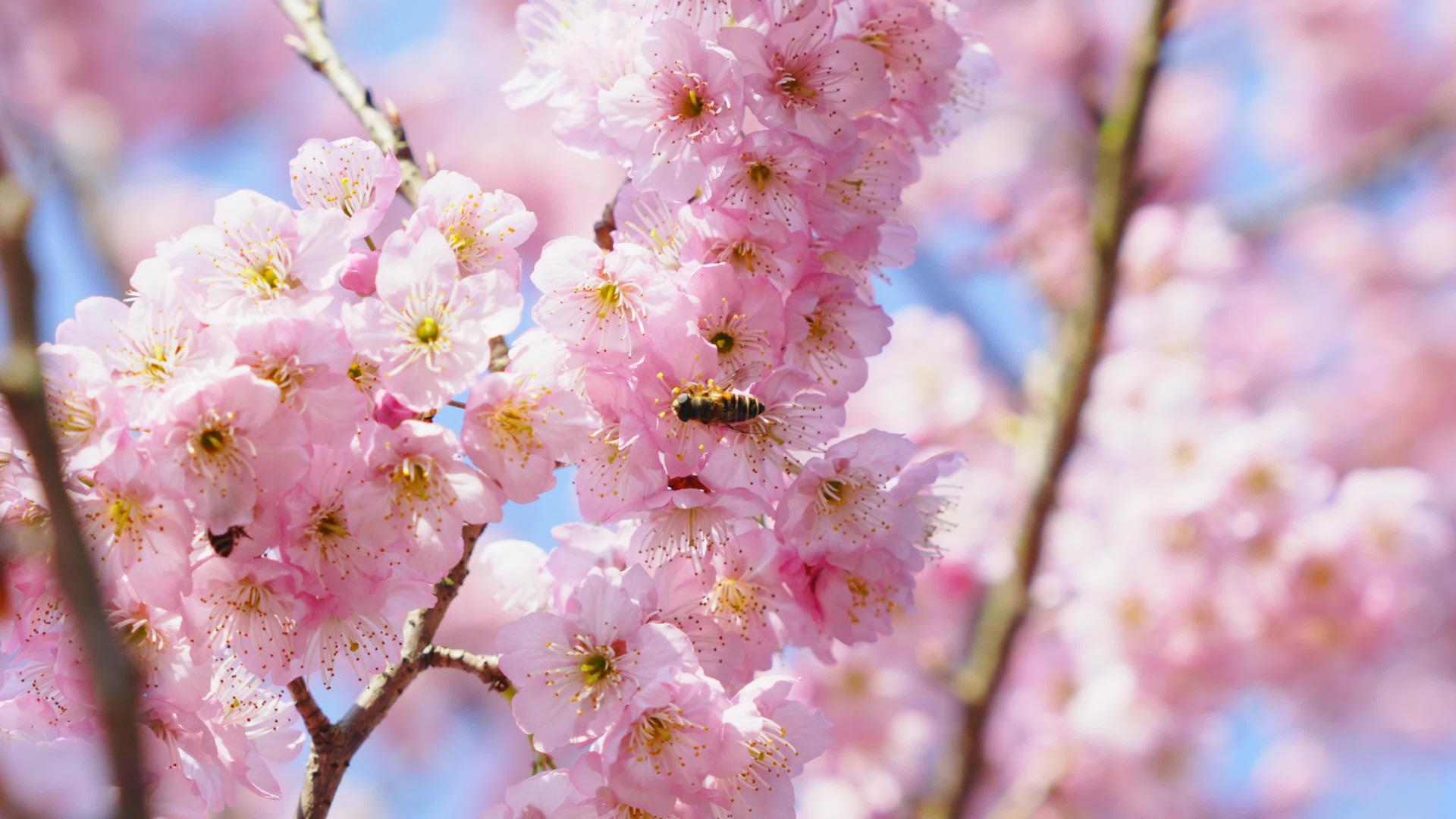 蜜蜂花采蜜樱花4k实拍视频的预览图