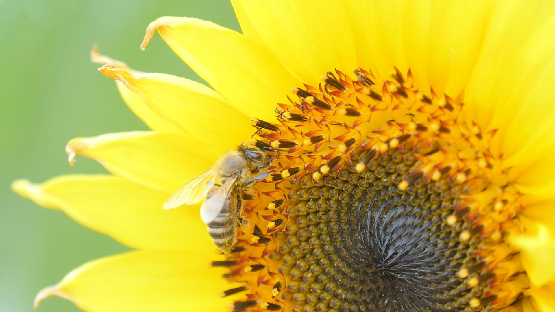 蜜蜂采蜜视频的预览图