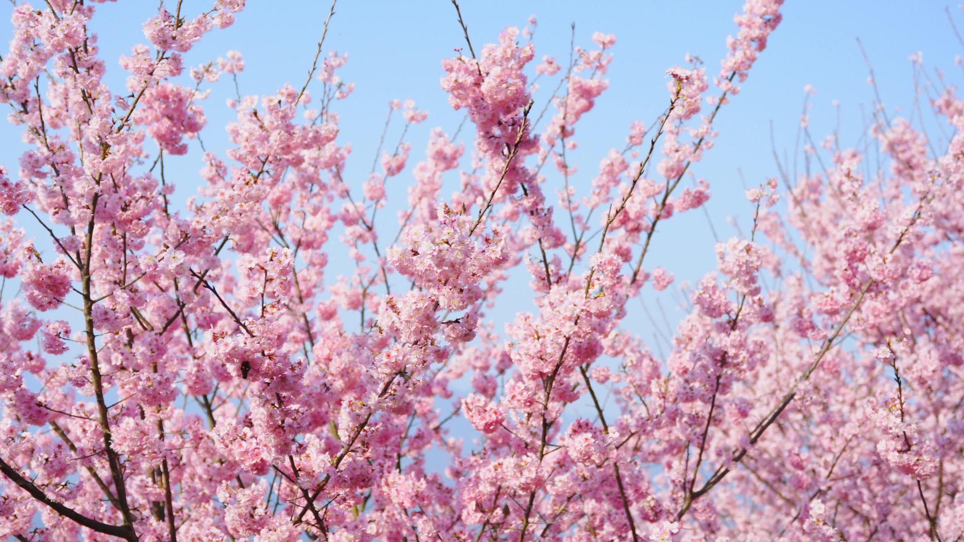 春天4k粉红樱花盛开视频的预览图
