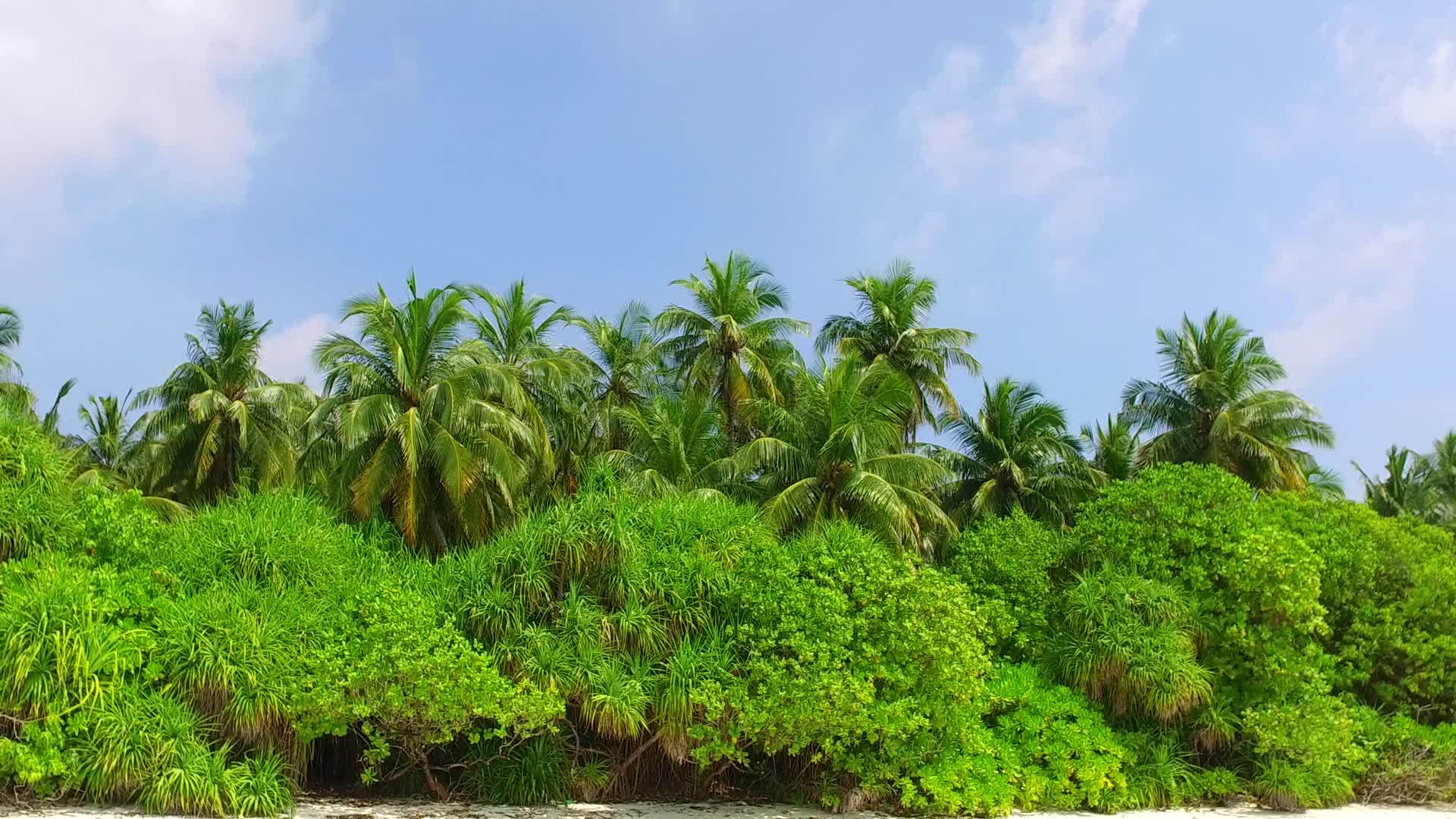 海滩上有棕榈树附近的白色海滩视频的预览图