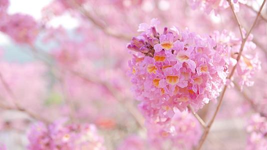 春日小清新粉色紫花风铃木视频的预览图