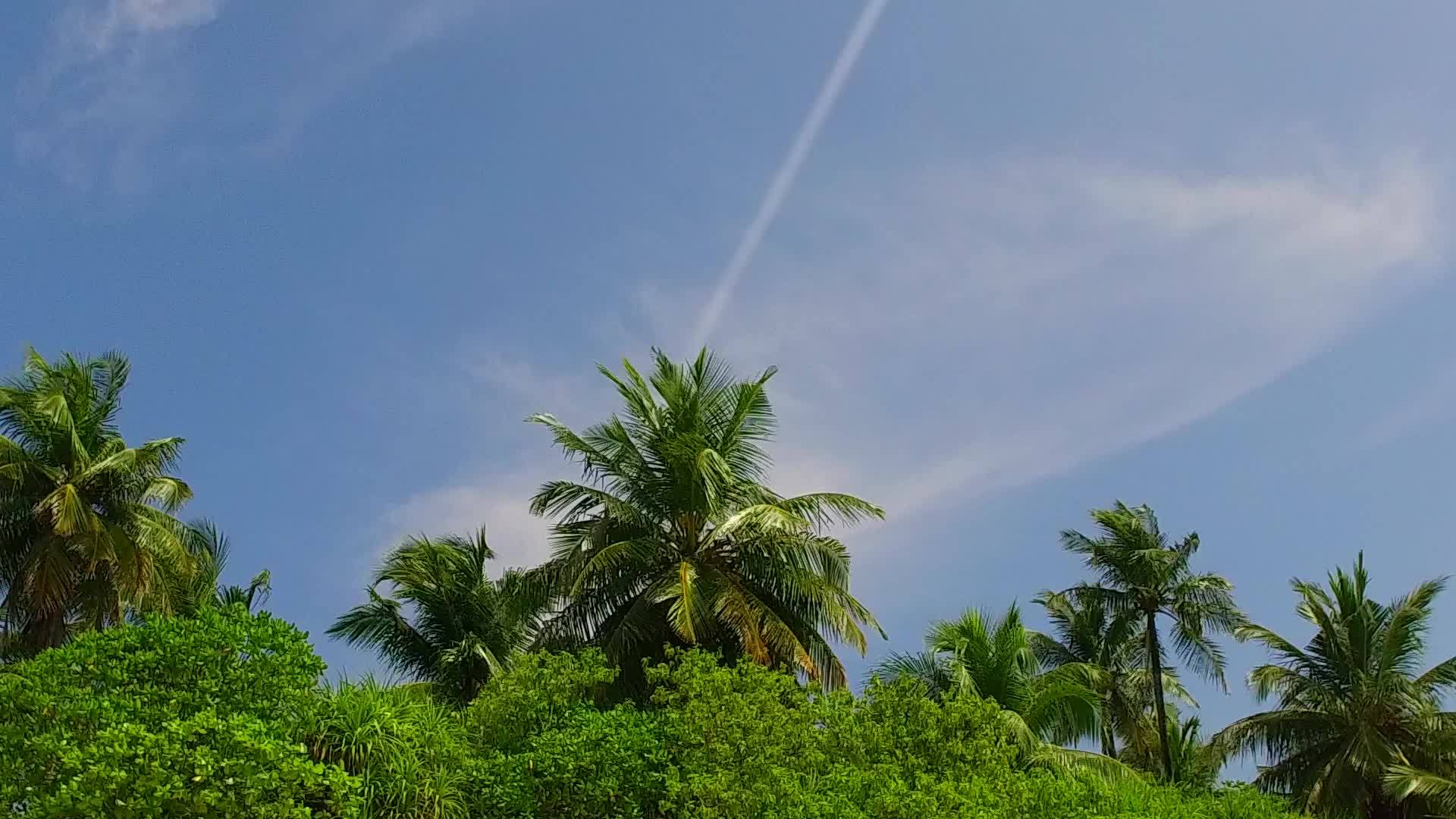 阳光下的绿色树林视频的预览图