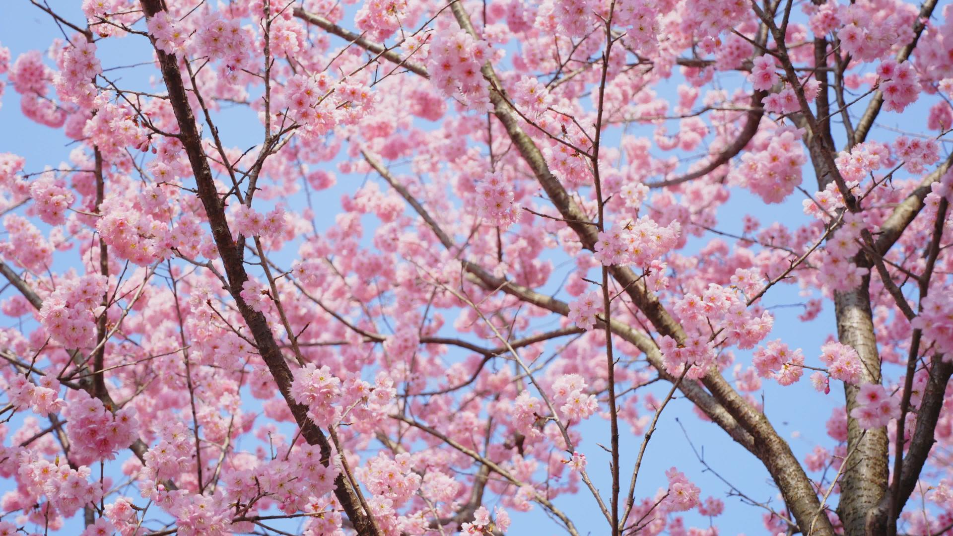 春季樱花树樱花4k风景视频的预览图