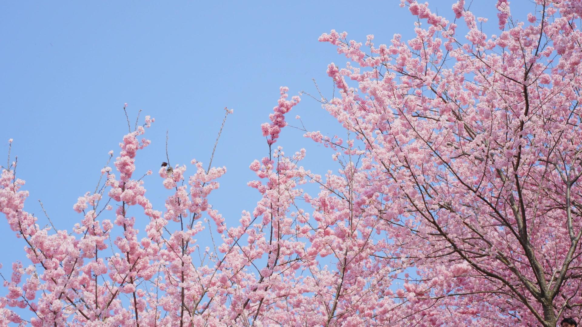 盛开的树木樱花风景4k视频的预览图